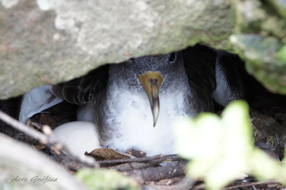 Sitio Da Assumada Villa Lajes das Flores Eksteriør billede
