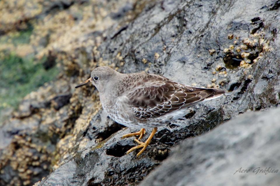 Sitio Da Assumada Villa Lajes das Flores Eksteriør billede